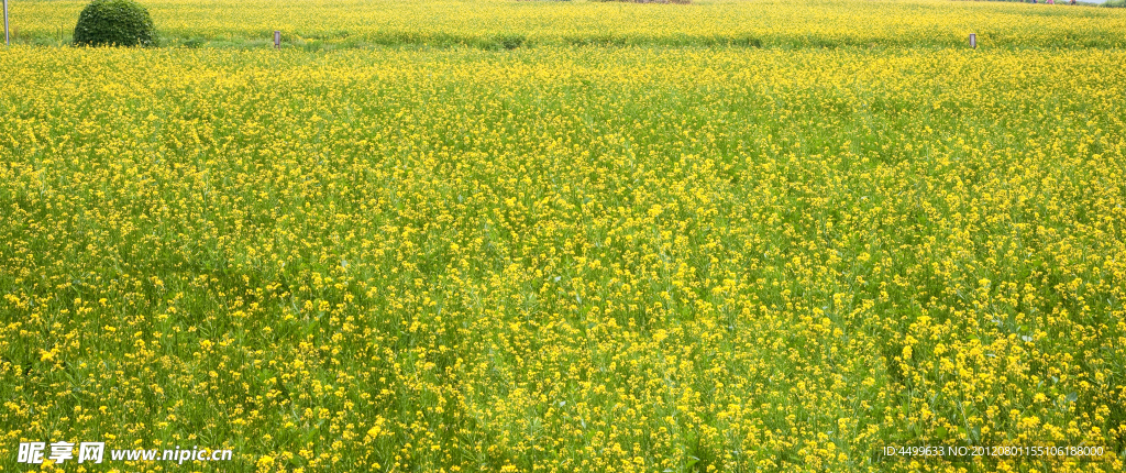 油菜田 油菜花
