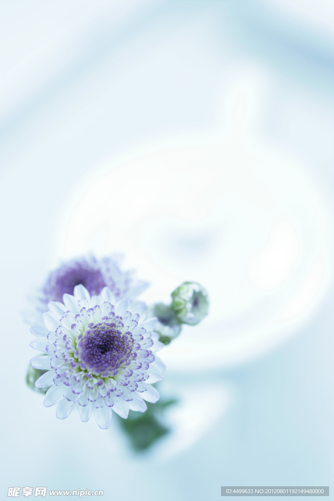 紫菊花