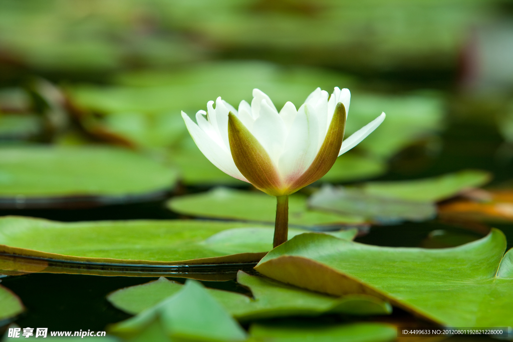 水莲花 睡莲