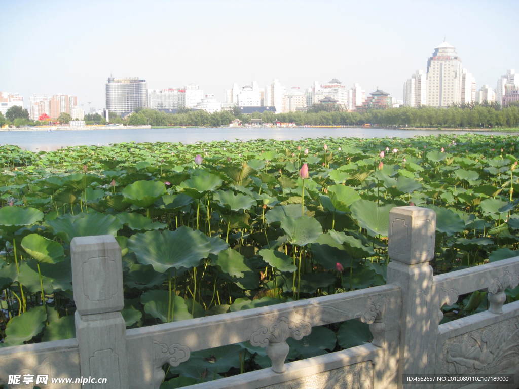荷塘风景