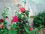 月季花