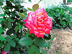 月季花