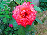 月季花