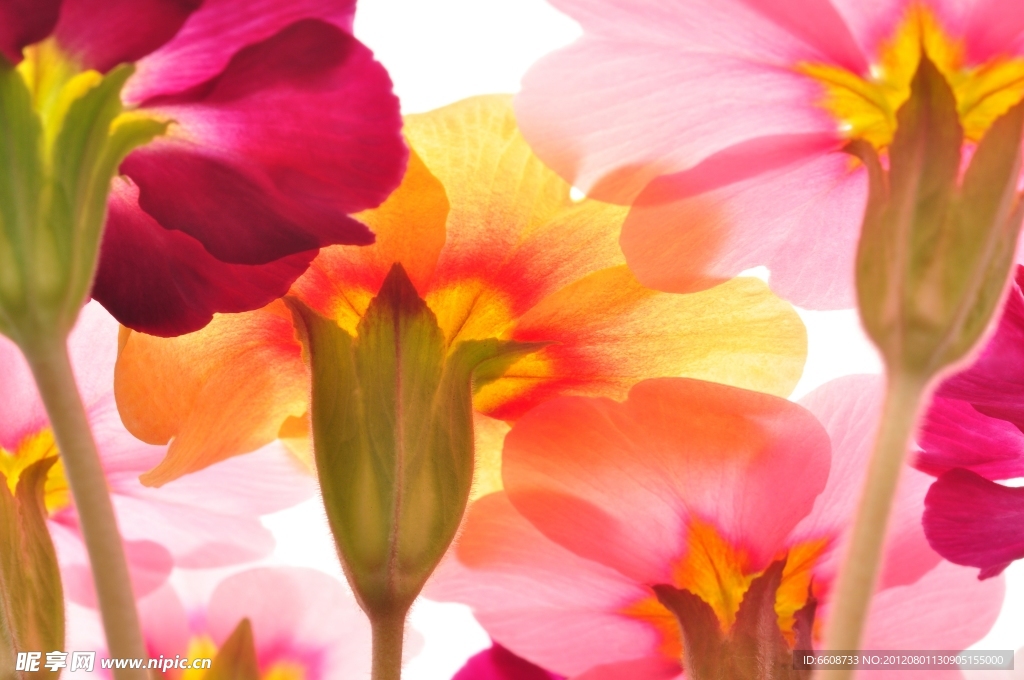 山茶鲜花