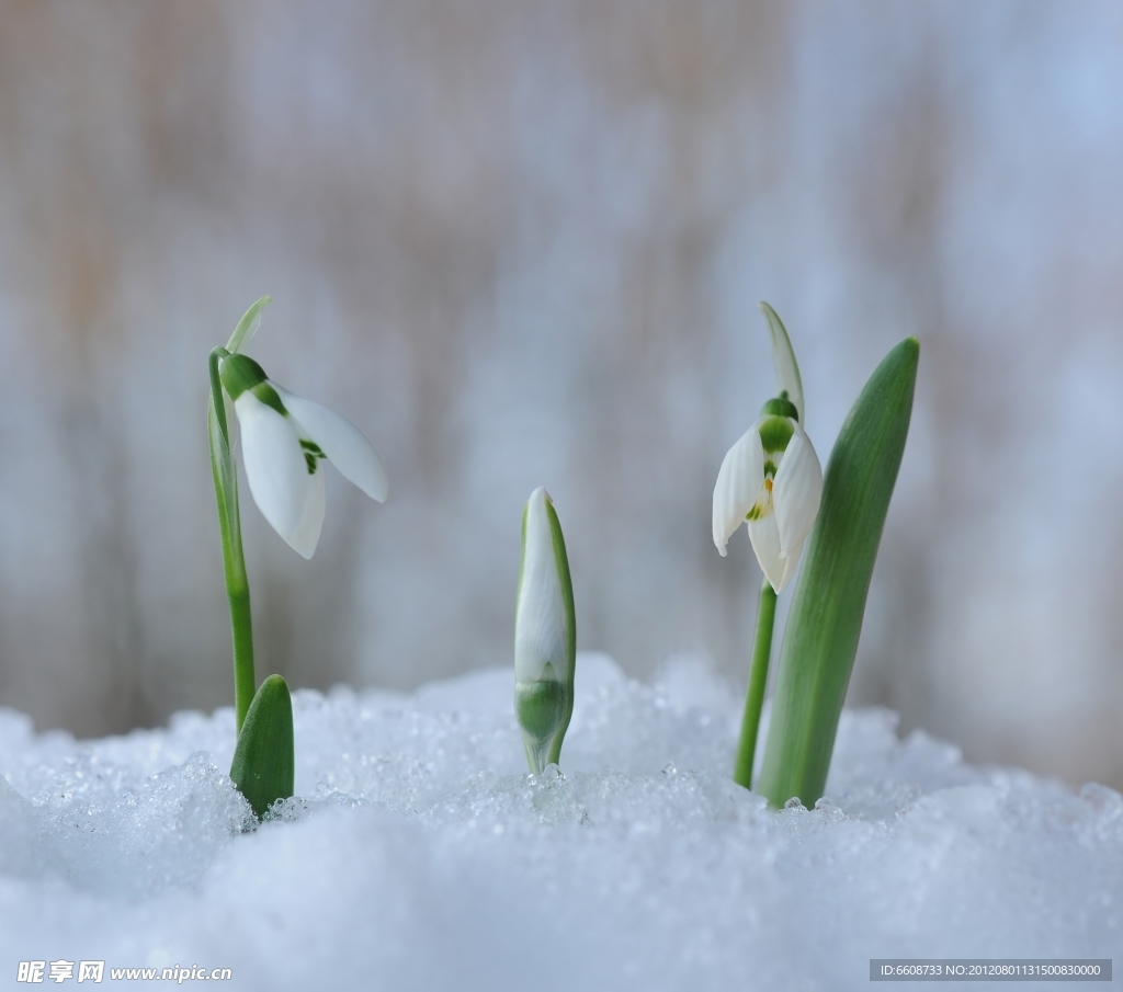 冰雪中的鲜花