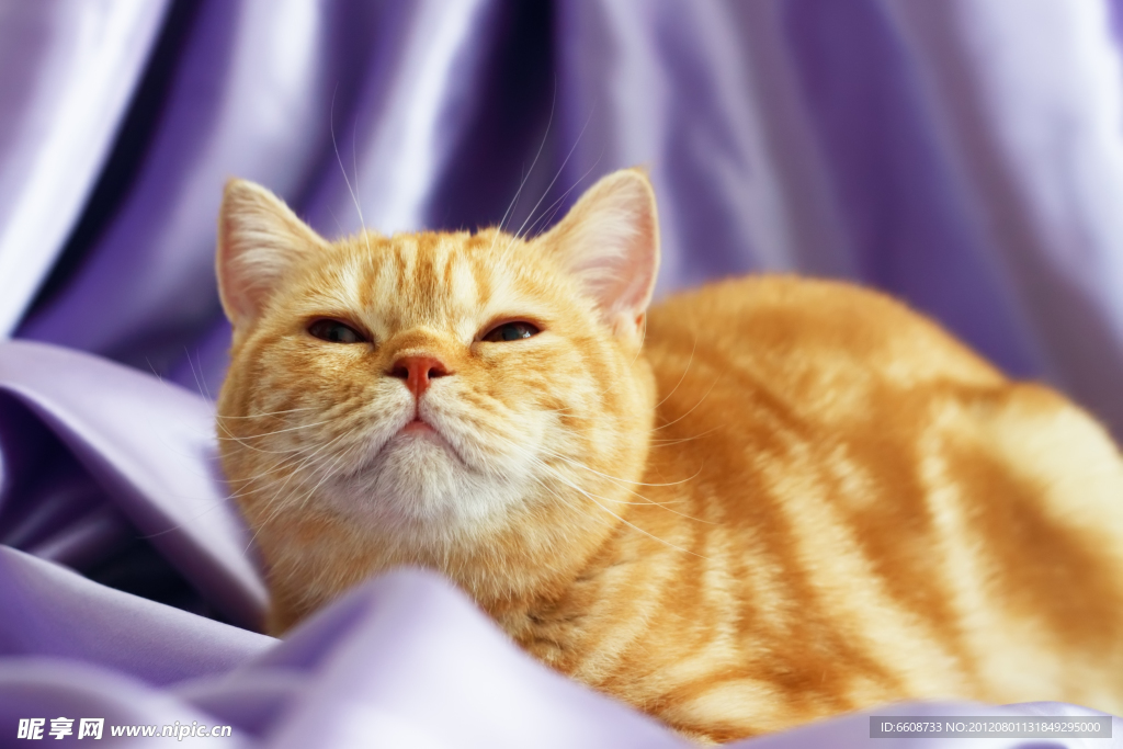 可爱小猫