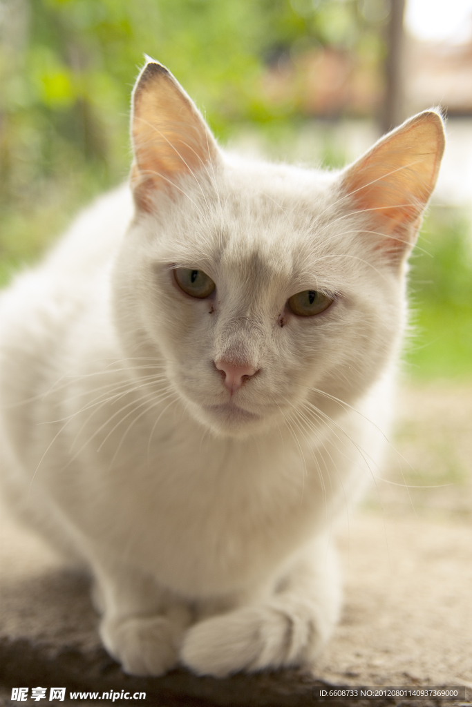 可爱小猫