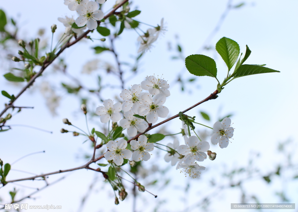 梅花鲜花