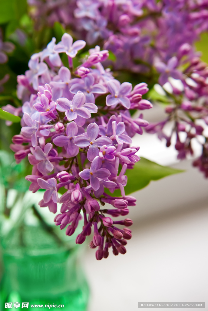 丁香花