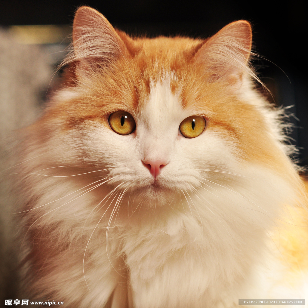 可爱小猫