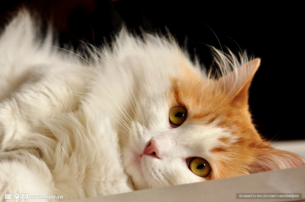 小猫