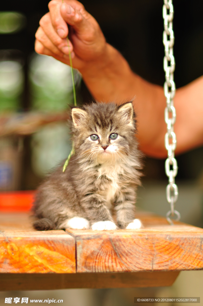 可爱小猫