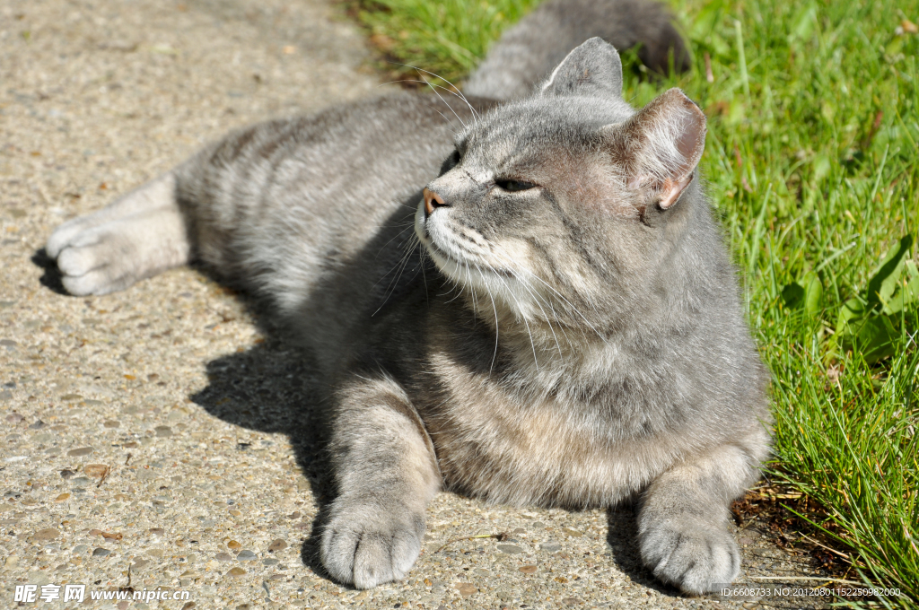 可爱小猫