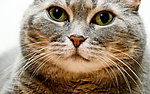 猫咪
