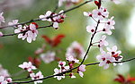 梅花