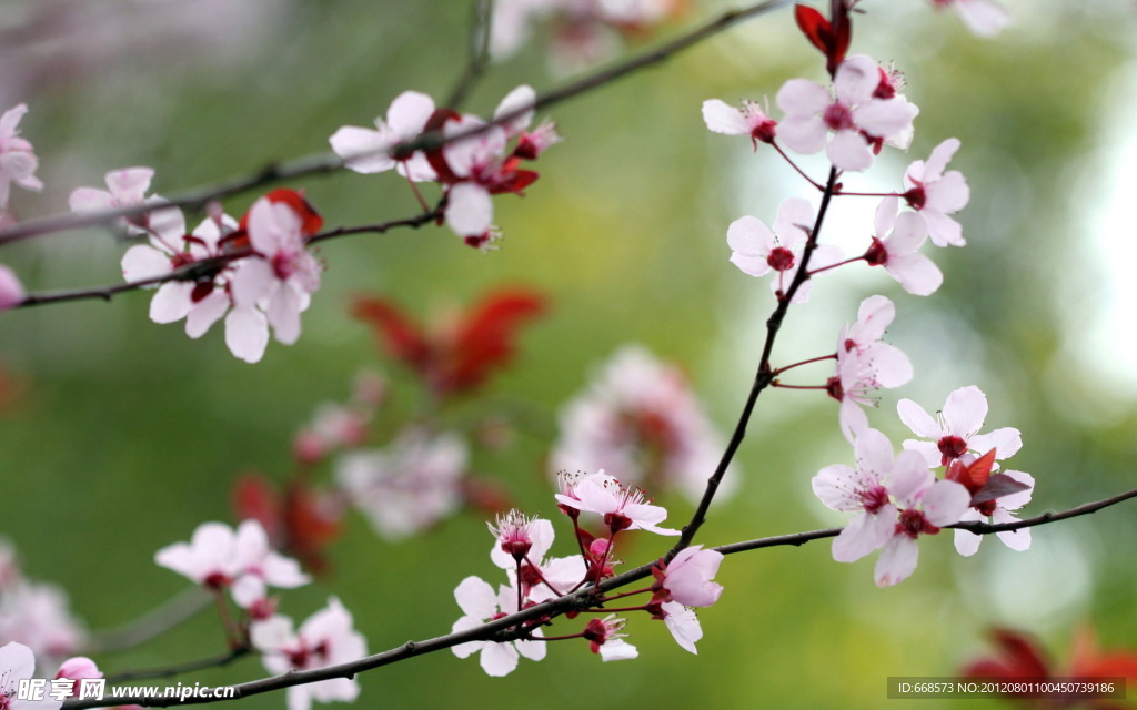 梅花