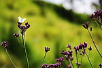蝶恋花