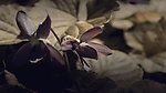 鸢尾草