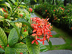 龙船花