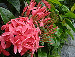 龙船花