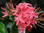 龙船花