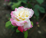 粉白月季花