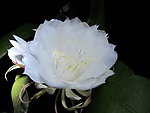 昙花