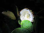 昙花