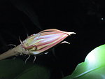昙花蕾