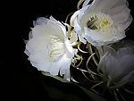 昙花