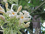 木瓜花