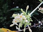 木瓜花