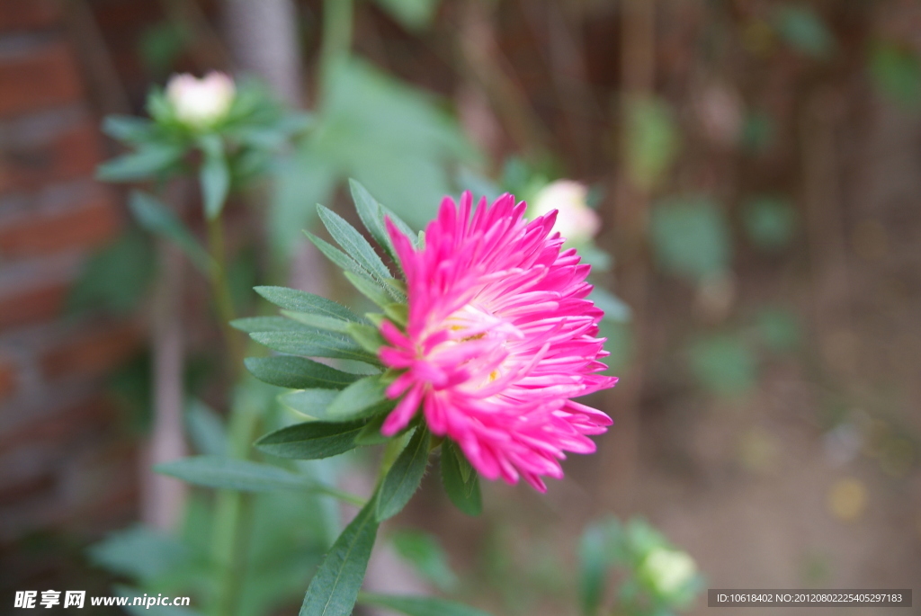菊花