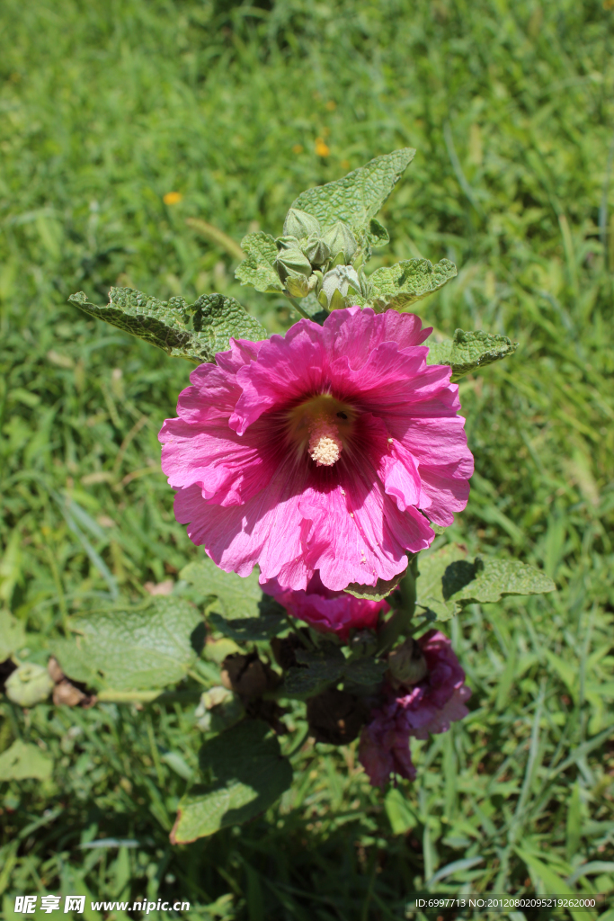 蜀葵