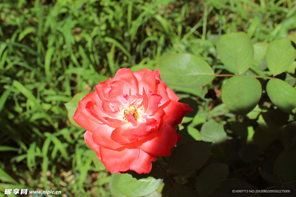月季花