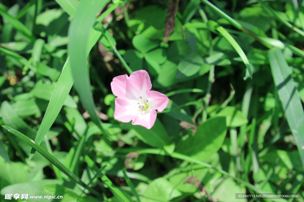 粉花