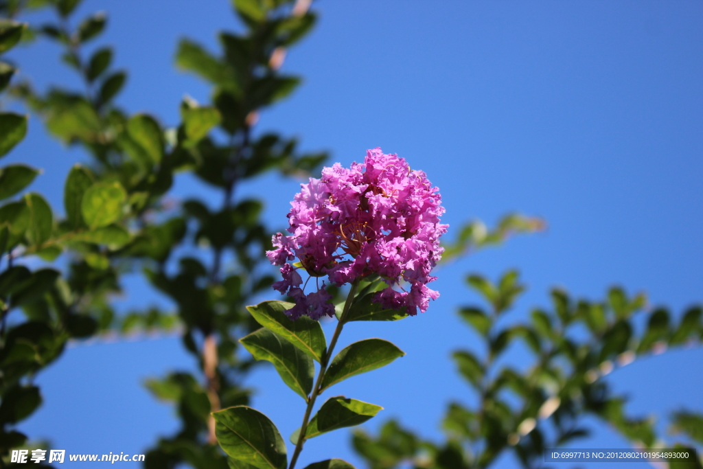 紫微花