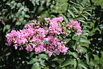 紫微花