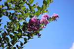 紫微花