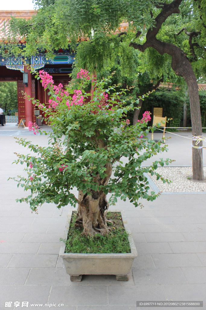 盆栽 树木 植物