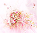 花晨月夕