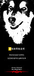 阿拉斯加雪橇犬宣传X展架