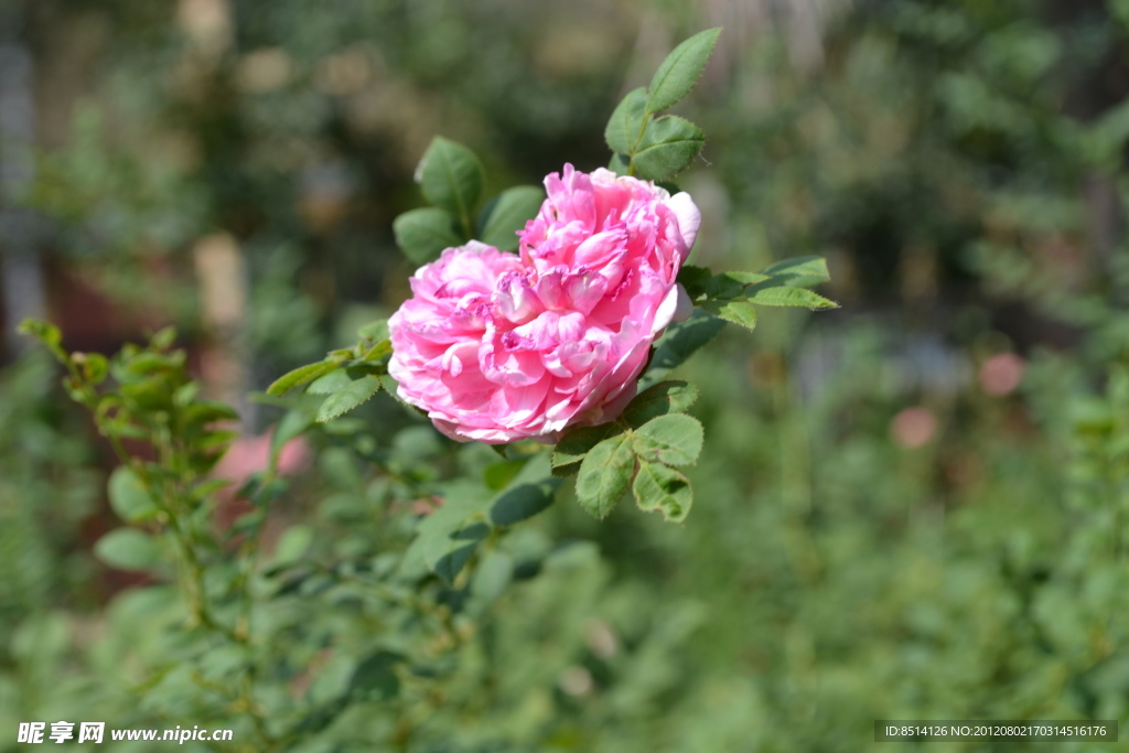 野剌苔花