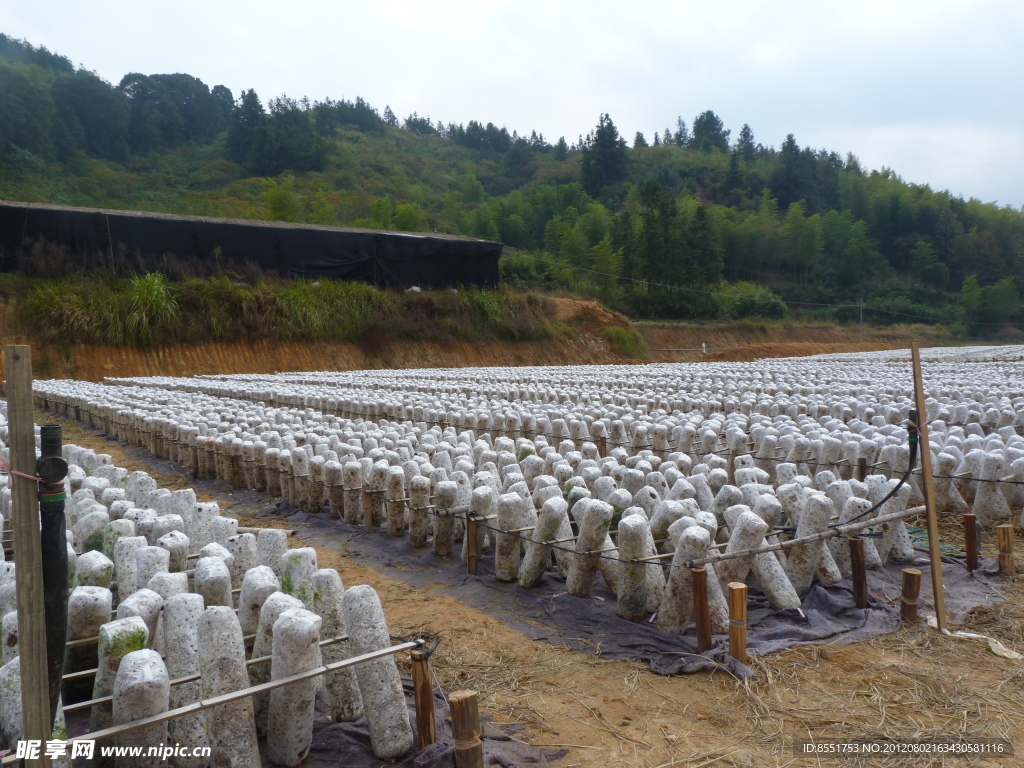 庆元黑木耳基地