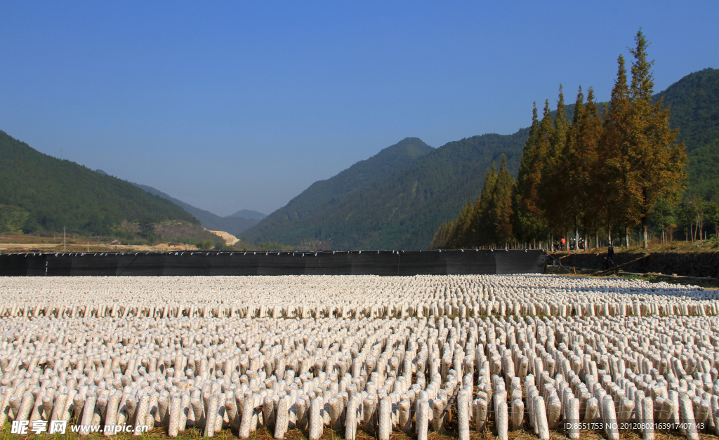 庆元黑木耳基地