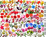 花朵花卉素材