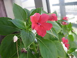 红花