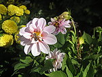 花与蜜蜂
