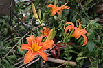 花根