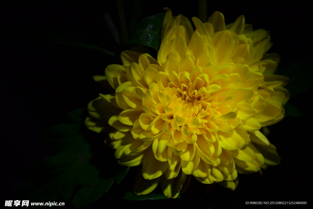 菊花